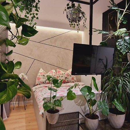 Magic House Apartament Proszowska 58 II 博赫尼亚 外观 照片